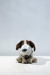 yuya inagawa handmade JACK RUSSELL TERRIER doll object　ハンドメイド ジャックテリア-3