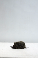 yuya inagawa handmade HEDGE HOG doll object　ハンドメイド 針モグラ