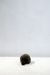 yuya inagawa handmade HEDGE HOG doll object　ハンドメイド 針モグラ